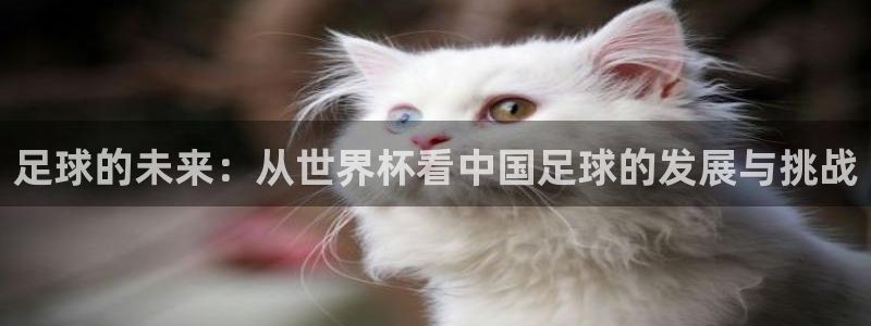 世界杯足球赛：足球的未来：从世界杯看中国足球的发展与挑战